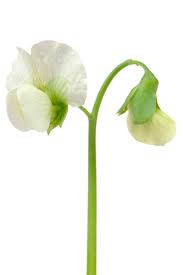 Attēlu rezultāti vaicājumam “Pisum sativum flower”