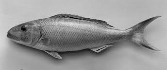 Image result for Aprion virescens