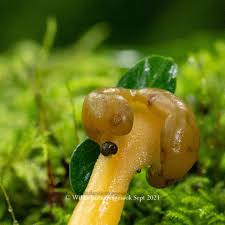 Attēlu rezultāti vaicājumam “Ophiotheca chrysosperma macro”