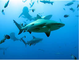 Image result for Carcharhinus leucas