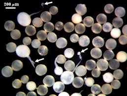 Attēlu rezultāti vaicājumam “Enteridium liceoides spores”