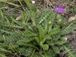 Attēlu rezultāti vaicājumam “Cirsium acaule”