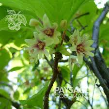 Attēlu rezultāti vaicājumam “Schisandra chinensis flower”