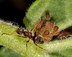 Attēlu rezultāti vaicājumam “Aphelia viburniana”