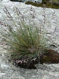 Attēlu rezultāti vaicājumam “Festuca ovina”