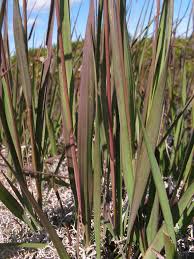 Attēlu rezultāti vaicājumam “Molinia caerulea flower”