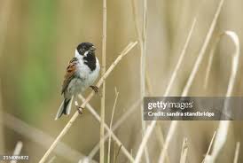 Attēlu rezultāti vaicājumam “Emberiza schoeniclus male”