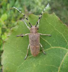 Attēlu rezultāti vaicājumam “Saperda carcharias”