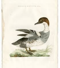 Attēlu rezultāti vaicājumam “Mergus albellus”