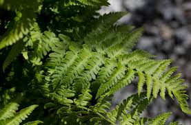 Attēlu rezultāti vaicājumam “Dryopteris”