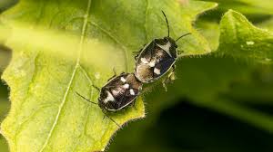 Attēlu rezultāti vaicājumam “Eurydema oleracea”