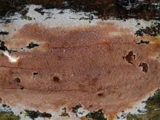 Attēlu rezultāti vaicājumam “Junghuhnia collabens”