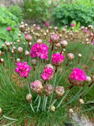 Attēlu rezultāti vaicājumam “Armeria vulgaris bud”
