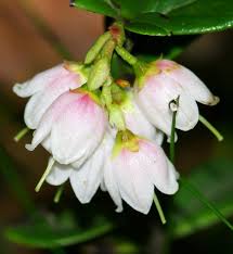 Attēlu rezultāti vaicājumam “Vaccinium vitis-idaea bud”
