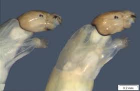 Attēlu rezultāti vaicājumam “Cricotopus male”