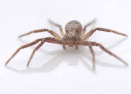 Attēlu rezultāti vaicājumam “Philodromus sp.”