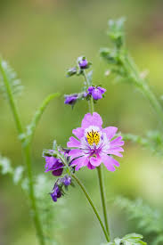 Image result for Schizanthus