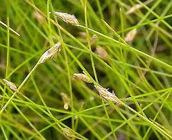 Attēlu rezultāti vaicājumam “Eleocharis acicularis”