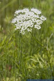 Attēlu rezultāti vaicājumam “Cnidium dubium leaf”