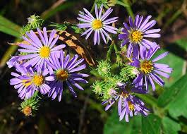Attēlu rezultāti vaicājumam “Symphyotrichum x salignum leaf”