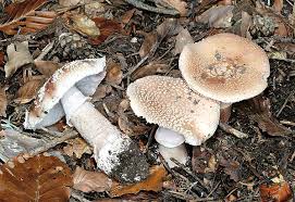 Attēlu rezultāti vaicājumam “Amanita rubescens”