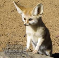 Attēlu rezultāti vaicājumam “Vulpes zerda”