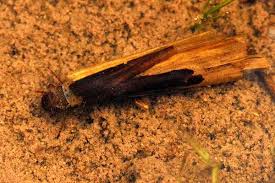 Attēlu rezultāti vaicājumam “Limnephilus larva”