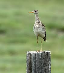 Image result for Bartramia longicauda