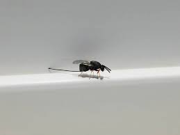 Attēlu rezultāti vaicājumam “Rabdophaga degeeri”