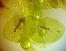 Attēlu rezultāti vaicājumam “Frullania fragilifolia macro”