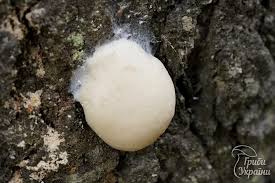 Attēlu rezultāti vaicājumam “Amaurochaete atra young”