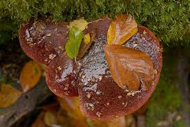 Attēlu rezultāti vaicājumam “Fistulina hepatica”