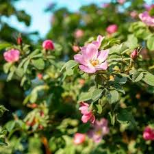 Attēlu rezultāti vaicājumam “Rosa canina”