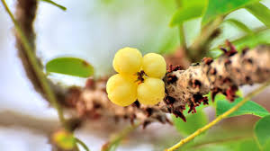 Attēlu rezultāti vaicājumam “Trifolium aureum fruit”