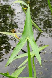 Attēlu rezultāti vaicājumam “Sagittaria sagittifolia leaf”