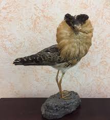 Attēlu rezultāti vaicājumam “Philomachus pugnax”