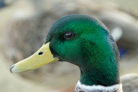 Attēlu rezultāti vaicājumam “Anas platyrhynchos male”