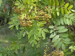 Attēlu rezultāti vaicājumam “Sorbus aucuparia leaf”
