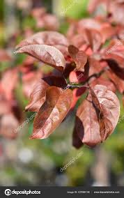 Attēlu rezultāti vaicājumam “Malus purpurea leaf”