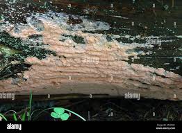 Attēlu rezultāti vaicājumam “Rhodonia placenta”