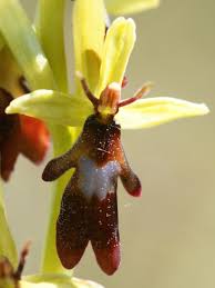 Attēlu rezultāti vaicājumam “Ophrys insectifera flower”