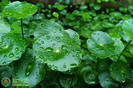 「香菇草」的圖片搜尋結果