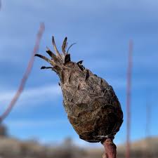 Attēlu rezultāti vaicājumam “Rabdophaga degeeri”