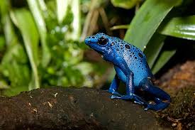 Image result for blauer baumsteiger