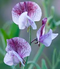 Image result for Lathyrus odoratus