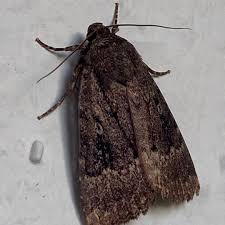 Attēlu rezultāti vaicājumam “Amphipyra”