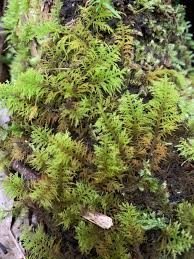 Attēlu rezultāti vaicājumam “Thuidium recognitum”