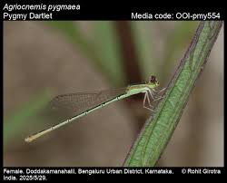 Attēlu rezultāti vaicājumam “Licea pygmaea macro”