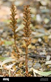 Attēlu rezultāti vaicājumam “Orobanchaceae”