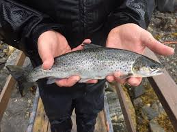 Image result for Salmo trutta trutta